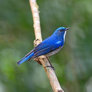侧翼一种蓝鸟喜马拉雅的男蓝尾塔里格鲁菲拉图斯在一家分行上泰国拍摄观鸟图片