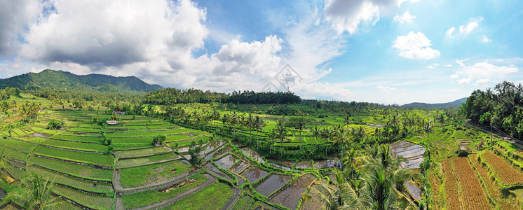 新鲜的成熟绿色印度尼西亚巴厘岛Sidemen的稻田出海图片