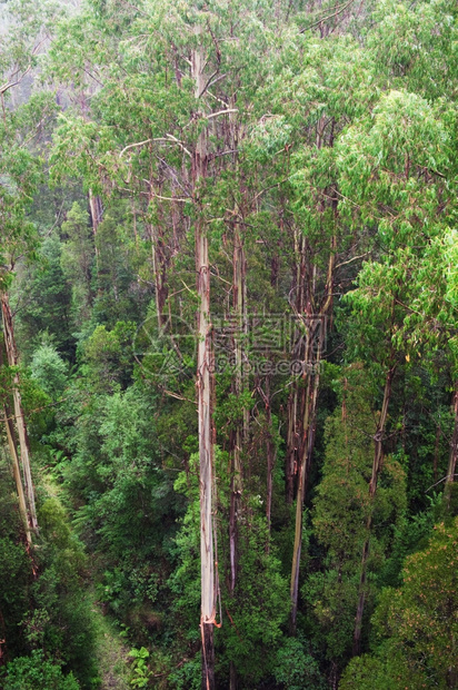 郁葱在澳洲大洋路OtwayFly30米高地平面的Otway树顶步行道下雨水中著名的林马里斯维尔绿色图片