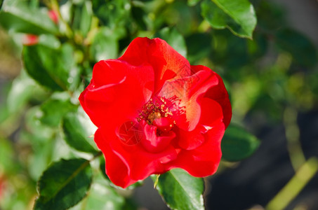 礼物红野玫瑰日光详情香粉彩图片