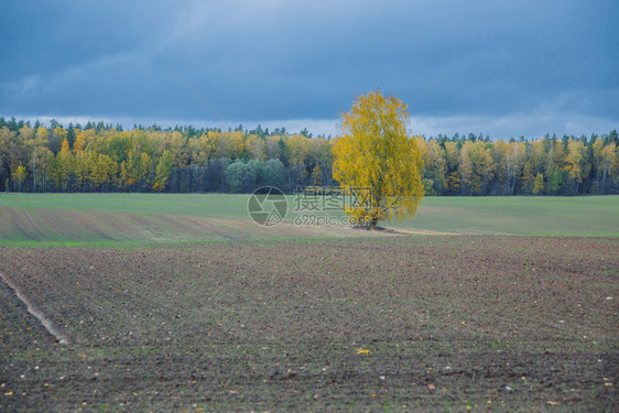 树秋天在拉脱维亚麦多市瓦尔梅耶拉Valmiera森林太阳图片