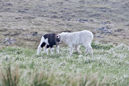 自然法罗群岛地貌横向图像由两名年轻的羔羊在法罗群岛瓦加尔绿草上玩耍法罗群岛的光荣景象法罗群岛的贺卡优美景象大约农场图片