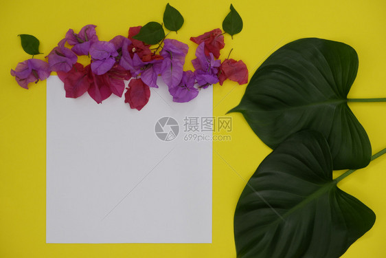 画廊或者植物群含有黄色背景热带叶和鲜花文字或图片空间的混版白纸及图图片