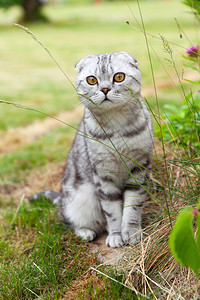 国内的苗圃稀有可爱英国折叠猫灰色的白丝条橙眼睛坐在院子里看着摄像机图片