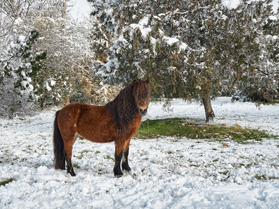 英语冬天颜色山马看着摄影机在下雪后郊区一个冬季积雪的公园里进行美丽的红马牧草图片