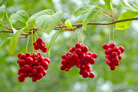 藤本植物束红五味子枝成熟群有用植物作红五味子成排挂在绿枝上五味子植物在枝上结果韩国五味子红成排挂在绿枝上玉兰图片