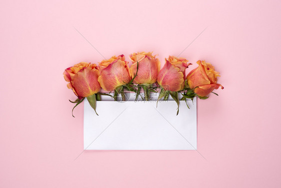 信封里的玫瑰花图片