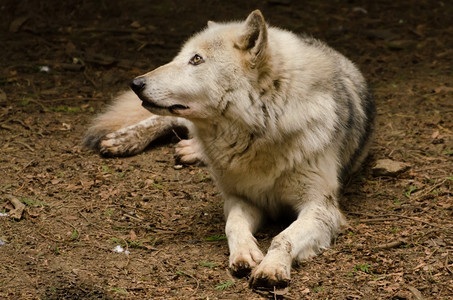 野生动物孤狼小心地在柔软的光下犬类自然图片