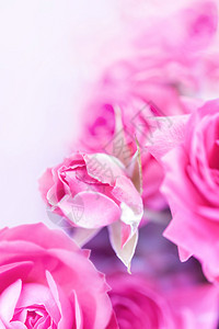 美丽紫色的红玫瑰柔和的模糊散景纹理特写以柔和复古色彩作为背景白色上的几个花蕾复制空间紫红色玫瑰的柔和模糊散景纹理的特写以柔和颜色图片