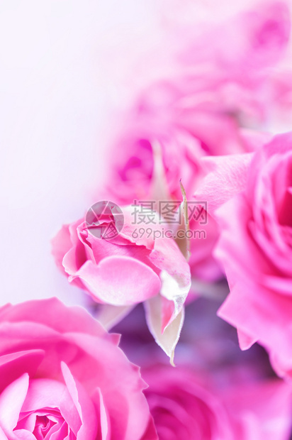 美丽紫色的红玫瑰柔和的模糊散景纹理特写以柔和复古色彩作为背景白色上的几个花蕾复制空间紫红色玫瑰的柔和模糊散景纹理的特写以柔和颜色图片