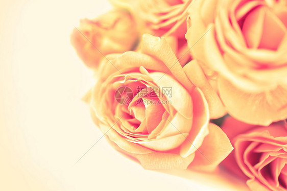 巴斯塔美丽粉红玫瑰关闭时以糊贴陈年颜色的模糊布OKh纹理为背景一些白色背景的花蕾复制空白间粉红玫瑰缩小时画面颜色的模糊bokoh图片