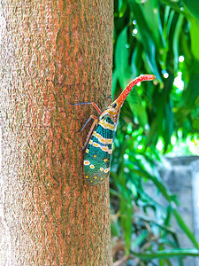 白色的雨林甲虫在泰国常青林和花园水果中可以发现树上天然的昆虫如或绿蝴蝶植物上的食草甘蓝昆虫图片