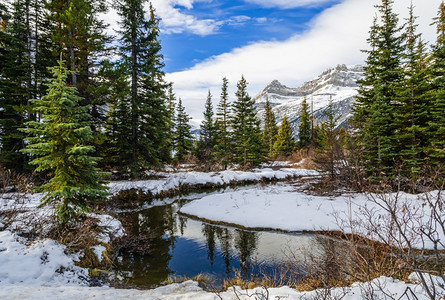 加拿大卡那艾伯塔州班夫公园BowLakeBanff公园的加拿大落基山脉早期冬季景雪加拿大人树木图片