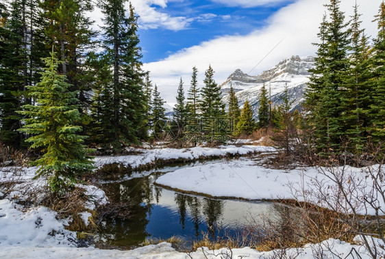 加拿大卡那艾伯塔州班夫公园BowLakeBanff公园的加拿大落基山脉早期冬季景雪加拿大人树木图片