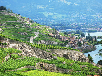 与日内瓦瑞士湖对抗的拉沃州Lavaux地区的Momouse葡萄园乡村的栽培酒图片