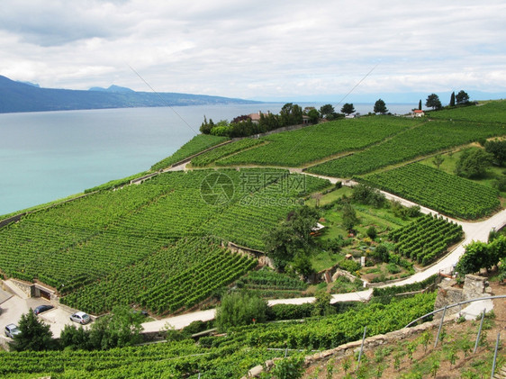 生成熟产与日内瓦瑞士湖对抗的拉沃州Lavaux地区的Momouse葡萄园图片
