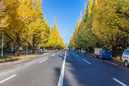 植物亚洲路日本东京名木一池街日本人民造访秋京歌大道相邻美二清桂开阳的街道美丽而出名又受人欢迎图片