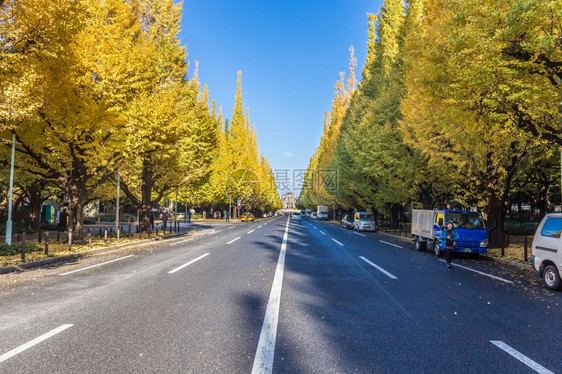 植物亚洲路日本东京名木一池街日本人民造访秋京歌大道相邻美二清桂开阳的街道美丽而出名又受人欢迎图片