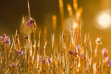 黄水井想要家用黑花植物的昆虫花朵是深色紫的花束朵和鲜黄色的荒野美丽图片