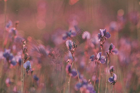 叻差他尼黄水井想要家用黑花植物的昆虫花朵是深色紫的花束朵和鲜草本苏伊图片