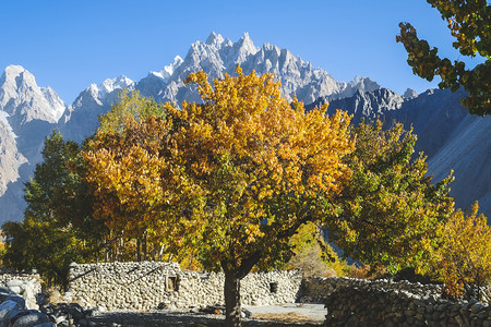 风景优美巴基斯坦GilgitBaltistanGojal山谷背景的卡拉科姆山脉上带Passu锥子的Passu村秋季多彩树木阳光蓝图片