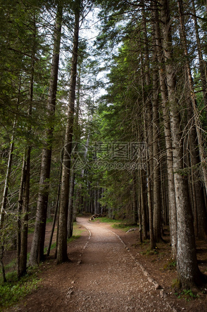 森林中的道路两旁是石头黑山杜米托尔公园非常美丽而茂密的森林黑山杜米托尔公园非常美丽而茂密的森林黑山屋瑞士图片