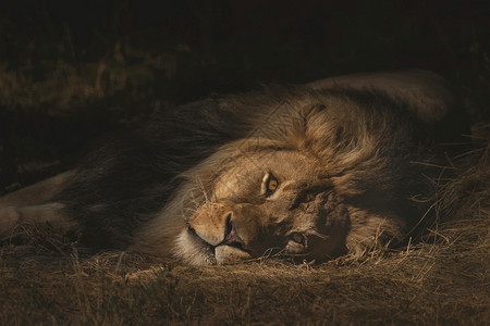 王一种只狮子躺在干燥的草地上同时看着背景模糊的相机特写镜头一只狮子躺在干燥的草地上同时看着相机的特写镜头毛茸图片