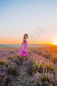 开花美丽的日落时薰衣草花田里穿着紫色连衣裙的可爱小女孩图片