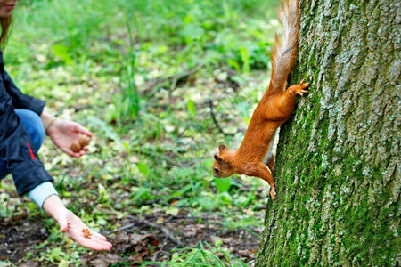 橙色松鼠小心地用利爪抓住其子伸到树的干上然后下去送礼物用于核桃子选择焦点橙色松鼠在树干前冲下头进行盛宴毛皮锋利的环境图片