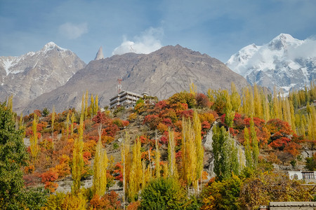 乌尔塔黄色的秋季富多彩的树叶林木和巴基斯坦Hunza谷GilgitBaltistan背景卡拉科姆山脉的乌塔尔Sar山峰雪盖的自然图片