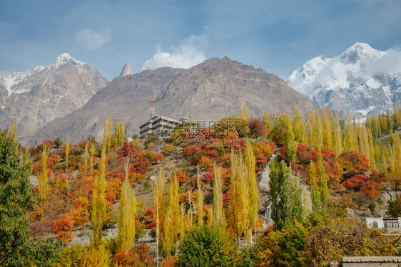 乌尔塔黄色的秋季富多彩的树叶林木和巴基斯坦Hunza谷GilgitBaltistan背景卡拉科姆山脉的乌塔尔Sar山峰雪盖的自然图片