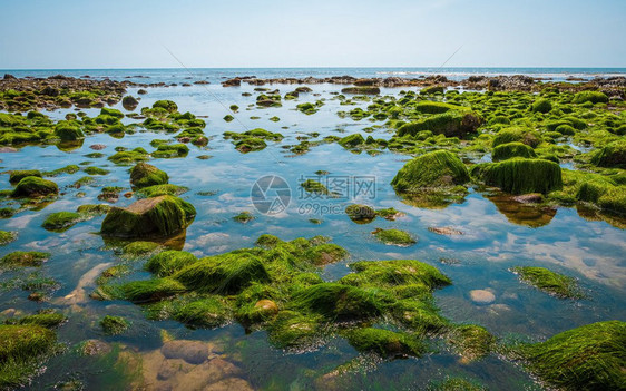 英格兰南部侏罗纪海岸低潮时床上的岩石和苔藓查茅斯海滩英国南格兰侏罗纪海岸低潮时床上的岩石和苔藓查茅斯海滩美丽王国秋天图片