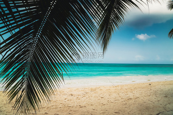 海景泻湖通过热带植物的分支来观察加勒比海天堂热带岛屿海滩的景观完美蓝色阳光晴朗的天空夏日度假加勒比野自然景象在SaonaA海滩附图片