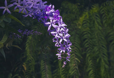 登山者紫壁花表面的阳光照亮了植物园里许多绿野兽的模糊背景在植物园中开花美丽的图片