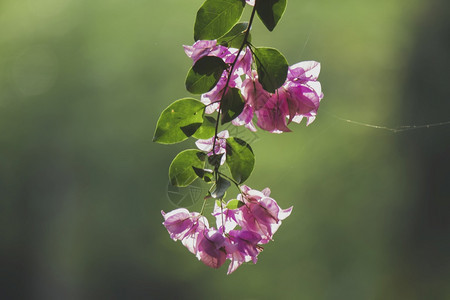 颜色组织叶子BougagainvilliaglabraChoisy位于福西亚家族NYCTAGINNACEAE是长年灌木的植物图片