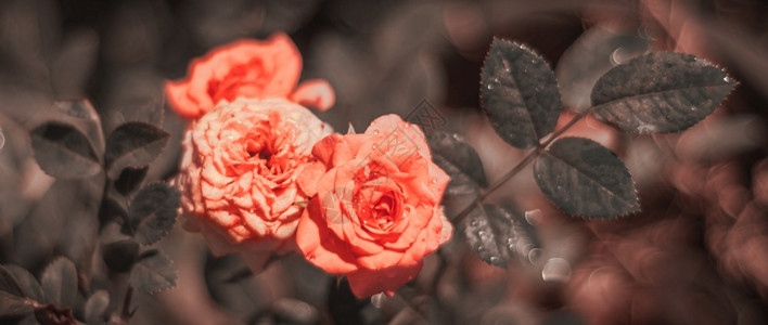 三朵美丽的玫瑰花树枝上紧闭的三朵漂亮玫瑰花棒极了的意大利面粉充满活力的色彩婚姻浪漫一种图片
