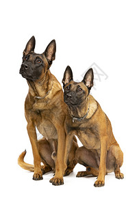 兽警察两条比利时玛诺犬在白色背景前两条比利时玛诺犬图片