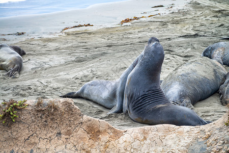 天说谎岛美国加利福尼亚州大苏尔海豹图片