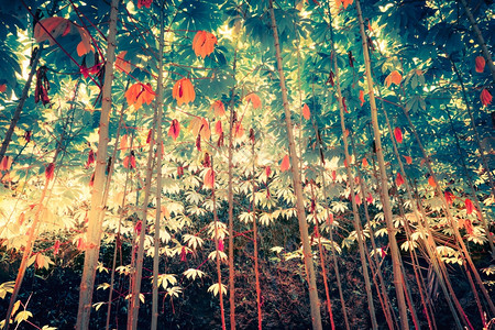 奇异果林雨林魔法奇幻热带丛林植物的奇异颜色阳光照耀着茂密的植被蒙