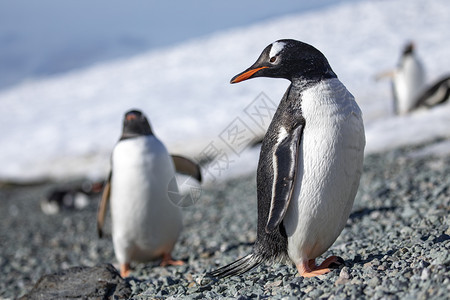 海鲜洋多岩石的愤怒企鹅在一群中向后仰视着他的肩膀图片