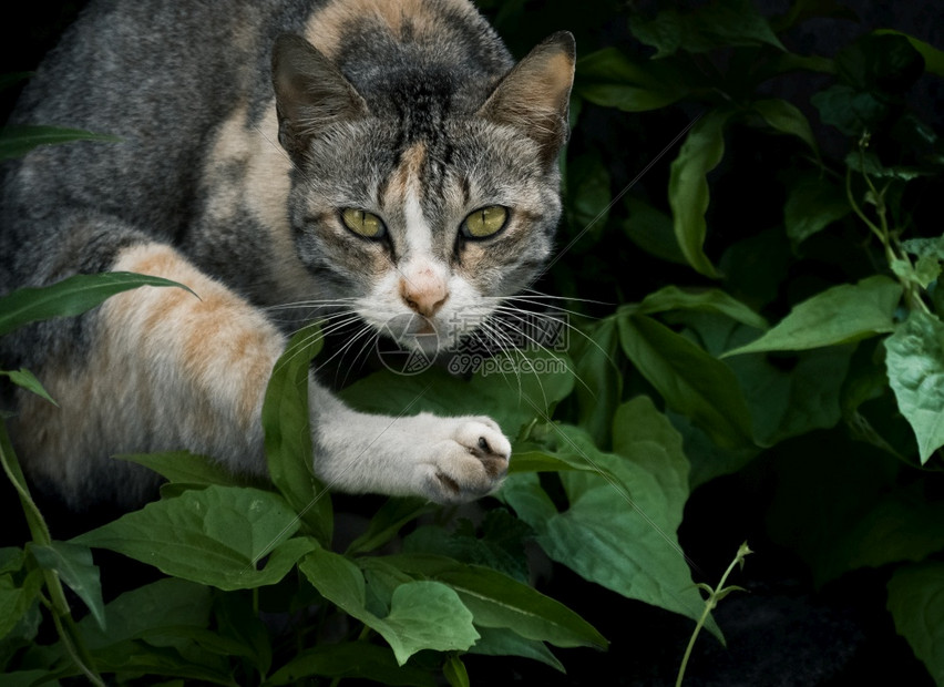 猫咪随时可以跳跃专注的眼神以严肃面部表情向前看男面部的有条纹图片