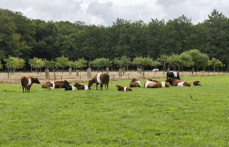 黑色的农场以传统荷兰牛德莱克恩维尔命名意思是荷兰的带A没有彩色斑点也不是单一色化的因为其他牛在荷兰养殖有达赫带腰奶牛的田地草春天图片