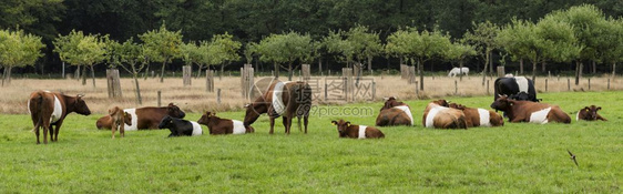 红白栽培的农场以传统荷兰牛德莱克恩维尔命名意思是荷兰的带A没有彩色斑点也不是单一色化的因为其他牛在荷兰养殖有达赫带腰奶牛的田地绿图片