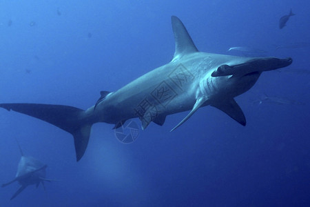 锤头鲨鱼Sphyrnasp达尔文和沃夫群岛加拉帕戈斯群岛加拉帕戈斯公园教科文组织世界遗产地太平洋厄瓜多尔美洲生态自然栖息地图片