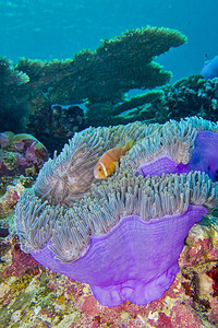 生态有毒小丑鱼黑鳍阿内莫尼安菲普龙格里斯大海阿内莫赫地克特大型渔业珊瑚礁南阿里环马尔代夫印度洋亚洲图片
