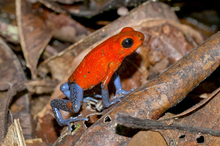 环境达特中毒青蛙蓝真人OophagapumilioDendrobatespumilio热带雨林哥斯达黎加中美洲可爱的脊椎动物图片