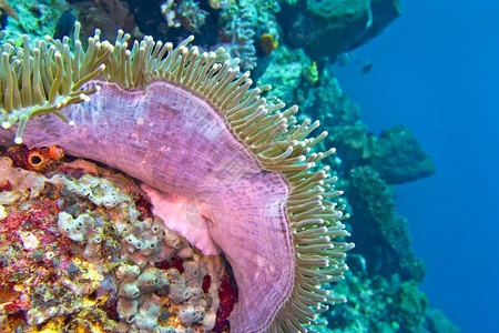 美丽的潜水壮海葵Heteractismagnifica蓝碧北苏拉威西印度尼亚洲里特图片