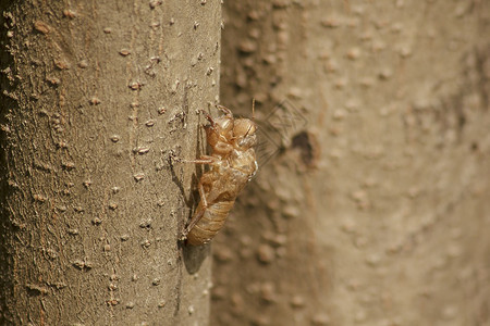 蝴蝶环境树上的Cicada皮肤是这一循环的它开始繁殖产卵在地下躲起来并浮叶子图片