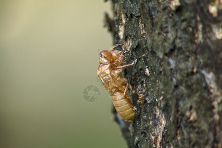 人们树上的Cicada皮肤是这一循环的它开始繁殖产卵在地下躲起来并浮腿绿色图片