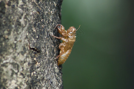 腿手指树上的Cicada皮肤是这一循环的它开始繁殖产卵在地下躲起来并浮环境图片